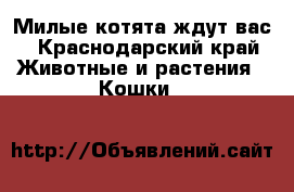 Милые котята ждут вас - Краснодарский край Животные и растения » Кошки   